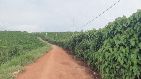 Nhà e có miếng đất muốn bán tại tân...