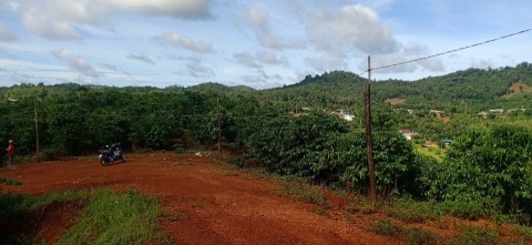 Chủ ở xa không có thời gian chăm sóc...