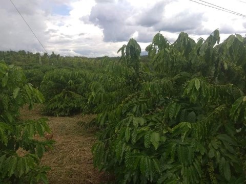 Cần bán miếng đất  tại xã Tân Thanh Lâm...