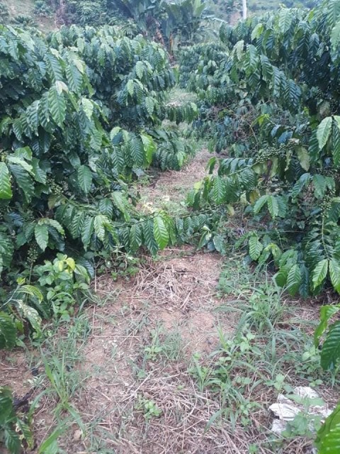 Bán đất vườn tại thôn 10 xã Tân Thanh...