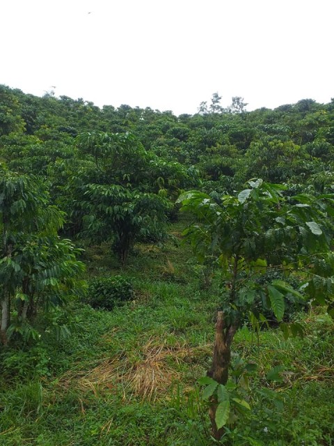 bán đất vườn capê ,chè  dt 1hec1 giá 600...