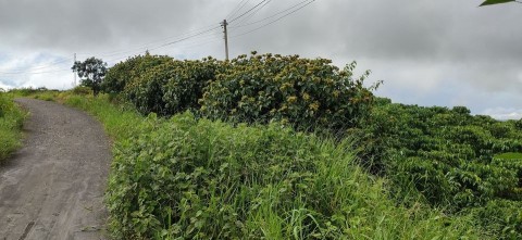 Cần bán 8300 m2 đất Hòa Trung, Di Linh,...