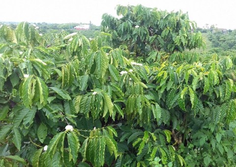 Bán đất mặt tiền đang trải nhựa rộng 6m...