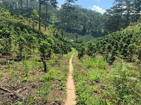 Cần bán  khoảng 1,6ha đất vườn xã xuân...