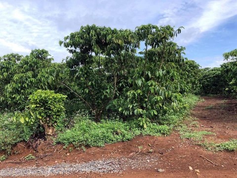 Bán đất Đường số 4 - Thôn 1 -...