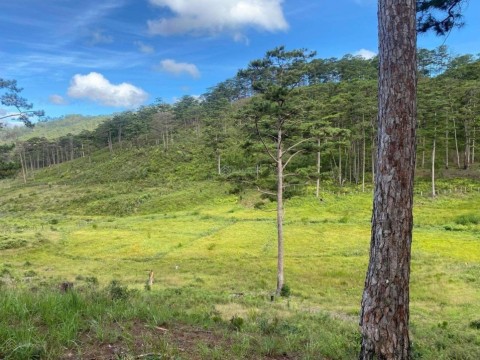 Bán Dự án 117 Lô Đất Biệt Thự xã đại...