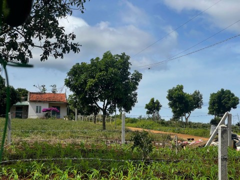 Mảnh đất cách nhựa 500m, bằng phẳng, nở...