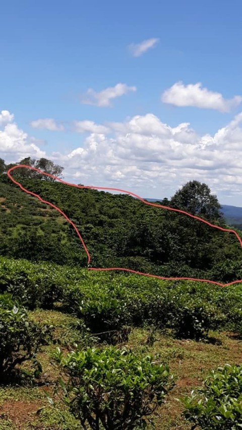 Chủ gửi bán đất capê chè thuộc xã lộc...