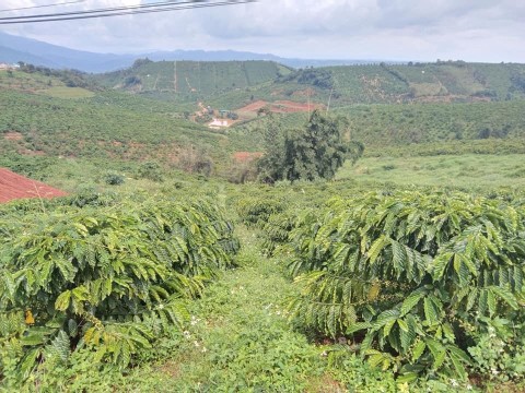 Cần ra đi mảnh đất quốc lộ 28 Ngang 15m...