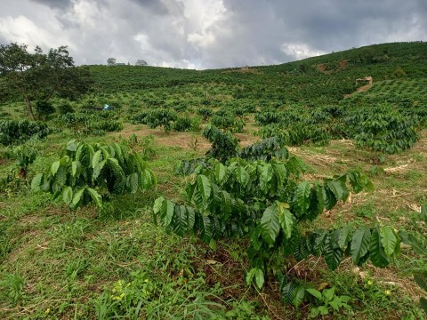 Bán lô đất dt 1.3hec tại Xã Lộc Bắc, Bảo...