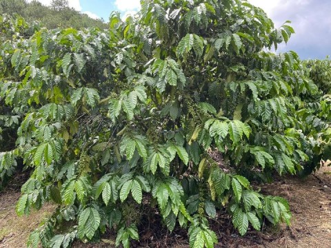 Bán đất vườn 11.500m2 tại Lộc Phú -bảo...