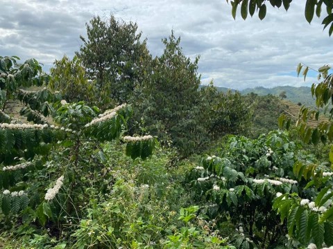 Kẹt tiên nên bán 1.5 hecta vườn cf tại...