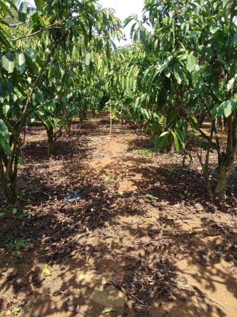 cần ra gấp 2,1 ha vườn cf đang thu đậm...