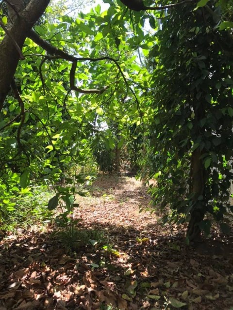 Cần ra nhanh lô đất đẹp đường nhựa thông...