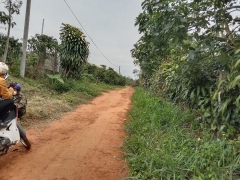 Bán rẫy cà phê tại thôn 2 Lộc Phú, Bảo...