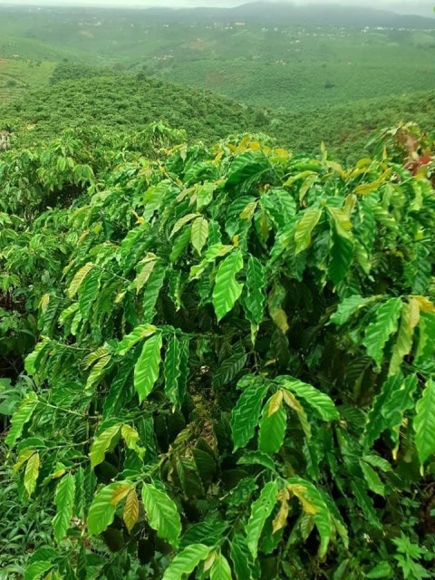 Bán 5 mẫu đất tại thôn 12, xã Đinh Trang...