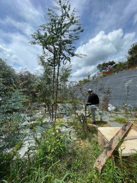 Chính Chủ Cần Bán Gấp Đất Nông Nghiệp...