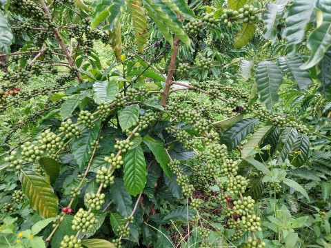 BÁN XẢ RẺ LÔ ĐẤT BÁM SUỐI TẠI PHÚ SƠN...