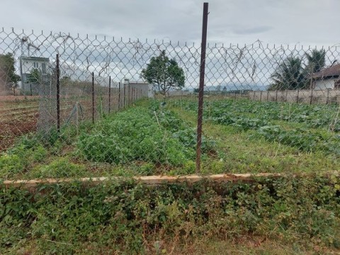 Bán rẻ lô đất 10x43 thị trấn Liên Nghĩa...