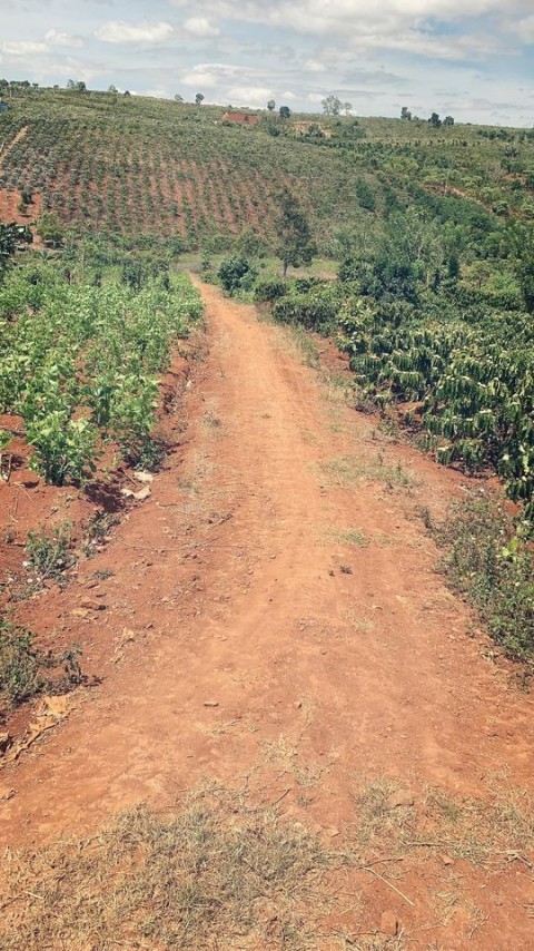 Bán nhanh 5.6 sào đất vườn cà phê Xã...