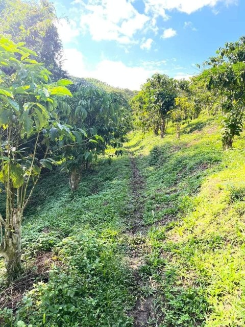 Chủ cần tiền bán gấp vườn ,đất thuộc...