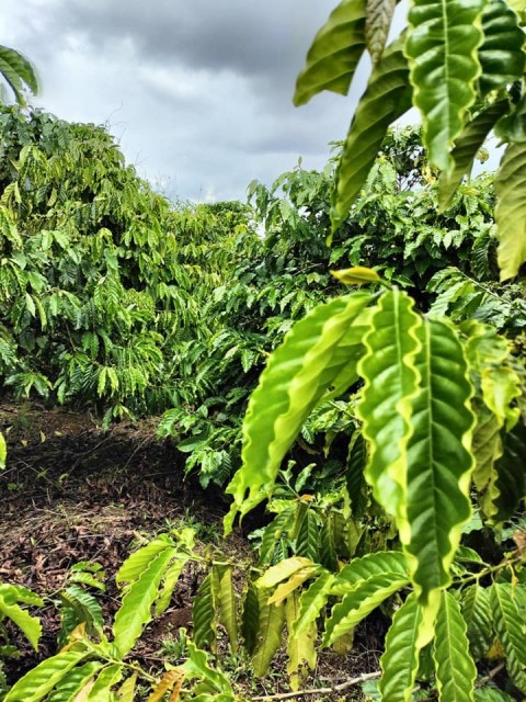 Chính chủ cần ra nhanh mạnh lô đất tại...