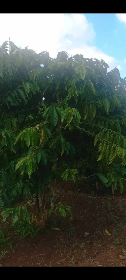 Cần bán đất vườn Cà phê tại Sa Gai Đạ...