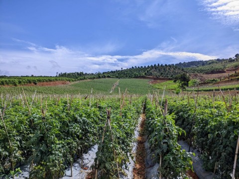 Cần tiền bán đất: xã Đà Loan - Đức Trọng...