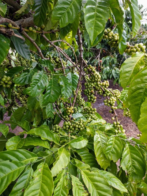 Bán12.000m2 đất Vườn Cafe bám sông Đa...