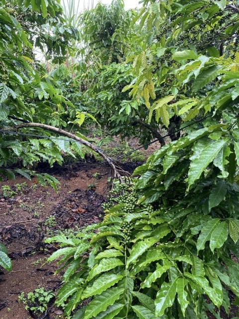 Cần bán Lô đất vườn tại xã Lộc Tân Dt...