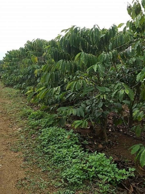 Chính chủ cần bán 5,9sào đất cà phê tại...