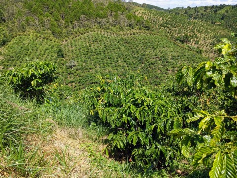 Bán đất vườn cafe tại Xã Ninh Gia, Đức...