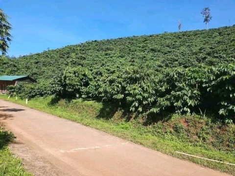 Bán nhanh lô đất diện tích hơn 1h3 tại...