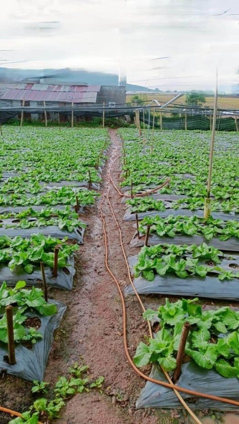 Bán đất xã Pró, Đơn Dương, Lâm Đồng đất...