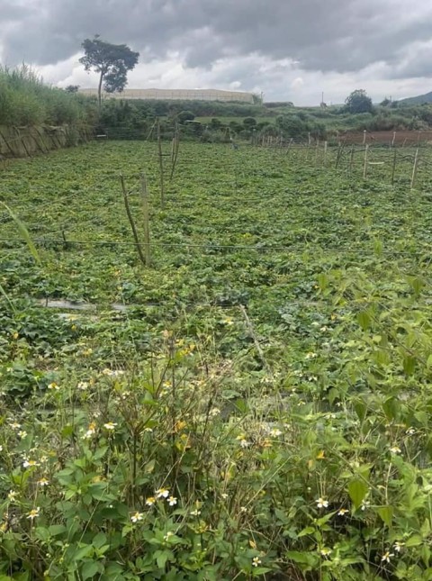 CHỈ 489 triệu 1 sào ngay tại xa QUẢNG...