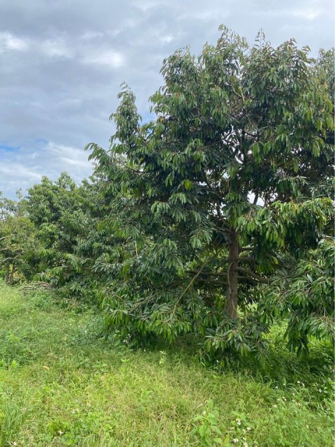 Cần bán 7,5 sào đất tại xã Tân lạc Bảo...