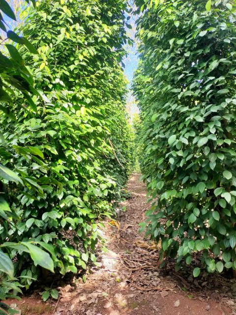 Bán mảnh đất thuộc thôn Nhân Hòa xã Đan...