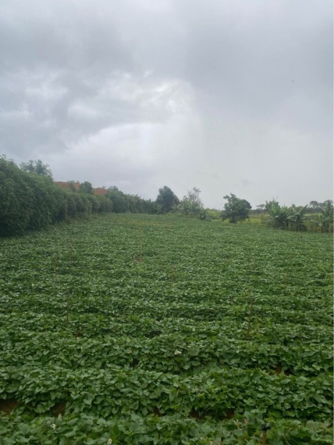 Hạ giá bán nhanh lô đất diện tích trên...