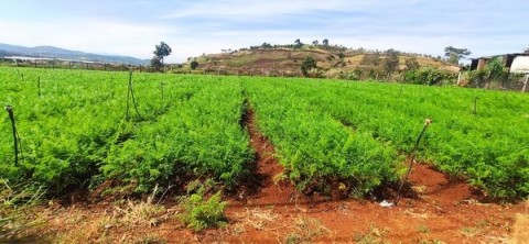 Cần bán gấp lô đất tại Suối Thông - Xã...