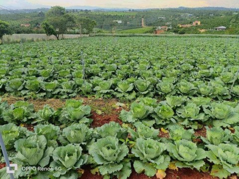 Cho đi nhanh lô đất tại xã Đan Phượng,...