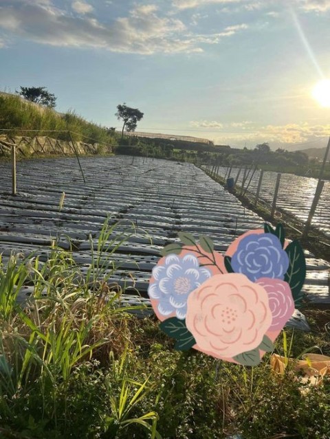 Bán gần 5 sào đất sản xuất nông nghiệp...