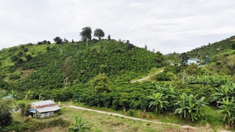 Ngộp ngân hàng nên e cần bán gấp 6.000m2...