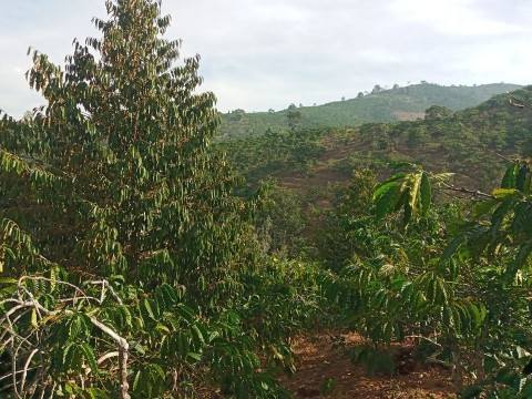 Nhà em có mảnh đất ở thôn 10 xã Liên Đầm...