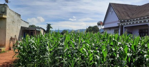 Cần tiền bán một phần vườn, vị trí tại...