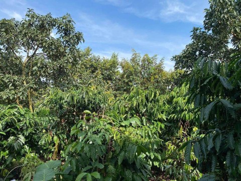 Chủ cần bán đất vườn đường hẻm Âu cơ Tân...