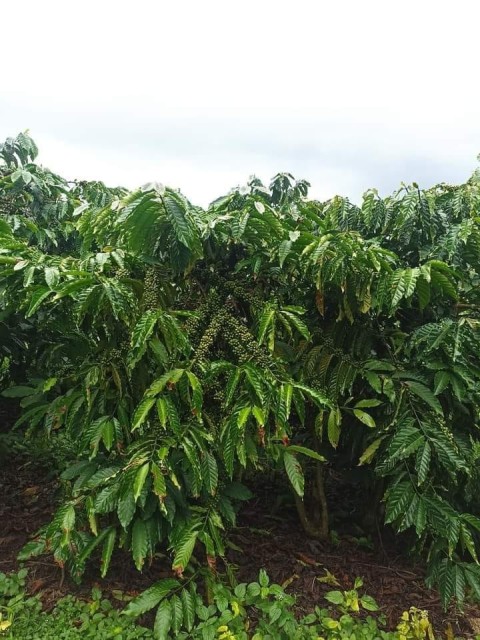 Chính chủ cần bán đất tại Đạ Đờn, Lâm...