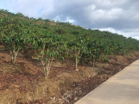 Cần bán 6 xào đất tại xã Phi Tô Lâm Hà...