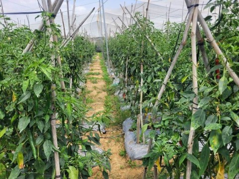 Cần bán Đất Sào sẵn nhà lưới tại Tân...