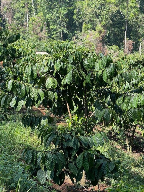 Cần bán đất vườn xóm 12 Xã Đinh Trang...