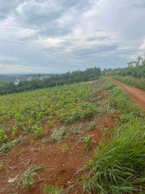 Cần tiền gấp cho ra đi lô đất tại Hoài...